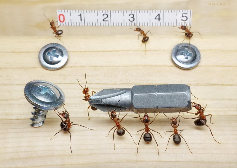 Picture 5 of The pictures of ants masterpiece are amazing