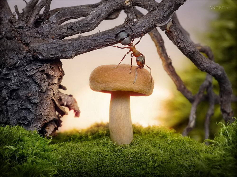 Picture 8 of The pictures of ants masterpiece are amazing