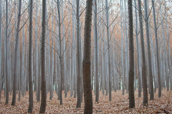Picture 8 of The picturesque poplar forest in the United States