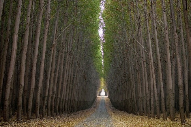 Picture 9 of The picturesque poplar forest in the United States