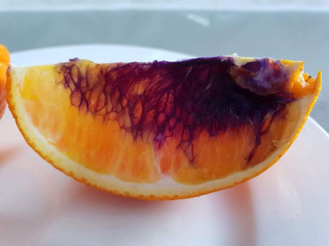 Picture 3 of The piece of orange orange turned purple after only one night, the scientific community did not understand why