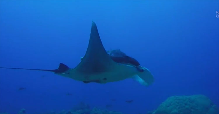 Picture 1 of The place is likened to the nursery of the giant manta stingray