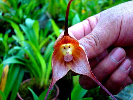 Picture 3 of The plants have funny shapes to scary