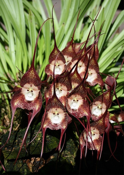 Picture 4 of The plants have funny shapes to scary