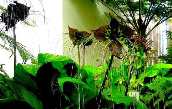 Picture 5 of The plants have funny shapes to scary