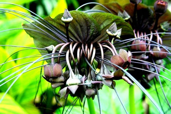 Picture 6 of The plants have funny shapes to scary