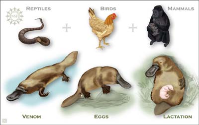 Picture 2 of The platypus gene reveals the evolutionary secret of mammals