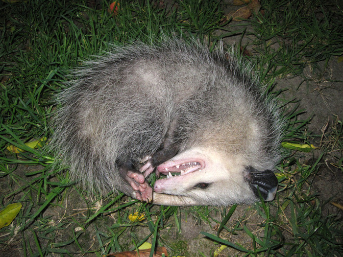 Picture 4 of The players 'deep play' in the natural world