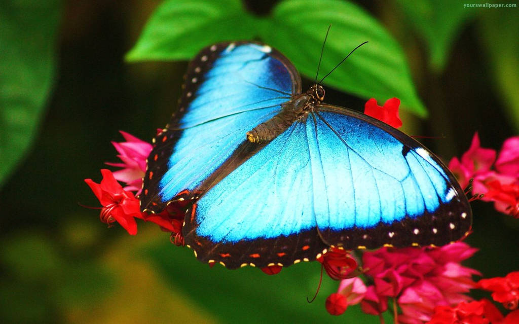 Picture 1 of The point of incredible facts about green butterflies