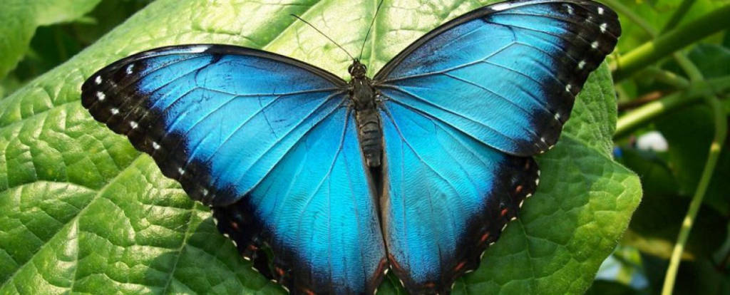 Picture 2 of The point of incredible facts about green butterflies