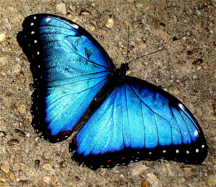 Picture 5 of The point of incredible facts about green butterflies