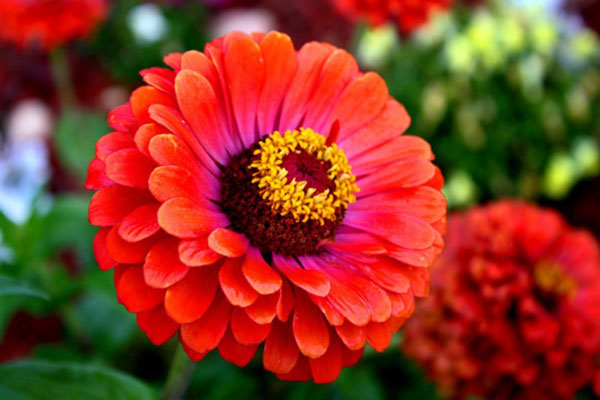 Picture 1 of The poisonous flowers should be noted when celebrating Tet