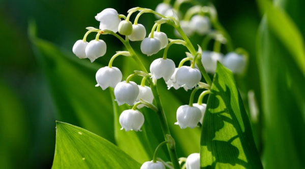 Picture 2 of The poisonous flowers should be noted when celebrating Tet
