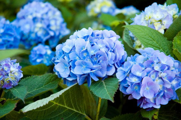 Picture 3 of The poisonous flowers should be noted when celebrating Tet