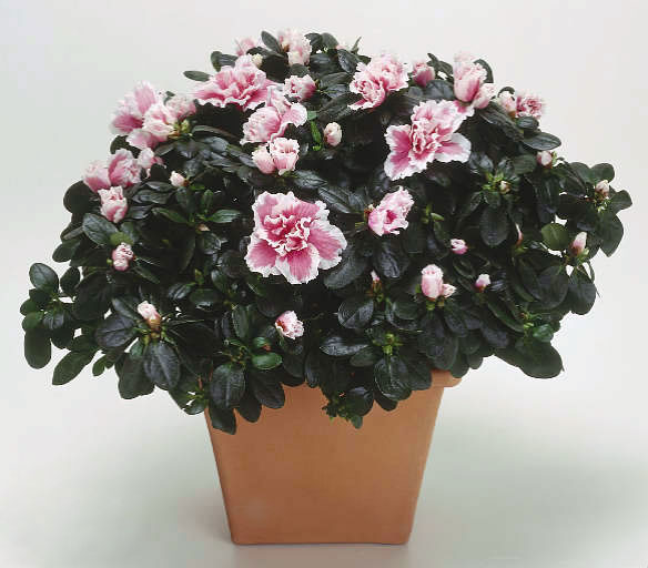 Picture 4 of The poisonous flowers should be noted when celebrating Tet