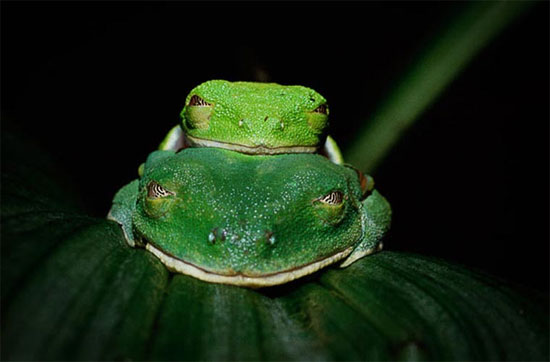Picture 10 of The poisonous, strange creatures of the deep forest of South America
