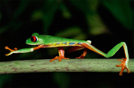 Picture 9 of The poisonous, strange creatures of the deep forest of South America