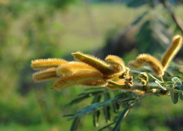 Picture 2 of The poisonous tree species causes many deaths in Vietnam