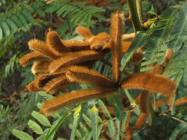 Picture 3 of The poisonous tree species causes many deaths in Vietnam