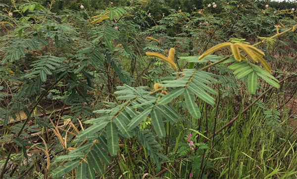 Picture 5 of The poisonous tree species causes many deaths in Vietnam
