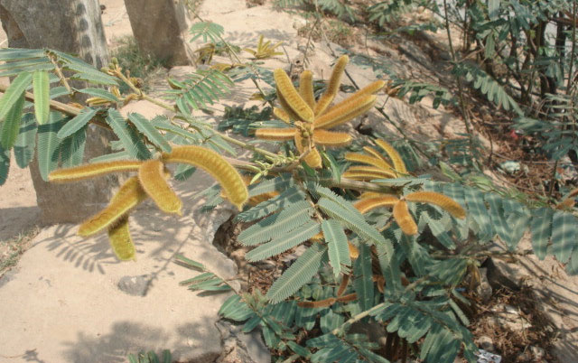 Picture 7 of The poisonous tree species causes many deaths in Vietnam