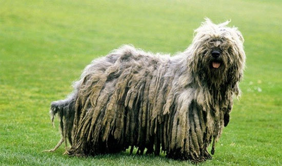 Picture 1 of The poodle has the beauty of
