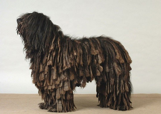 Picture 2 of The poodle has the beauty of