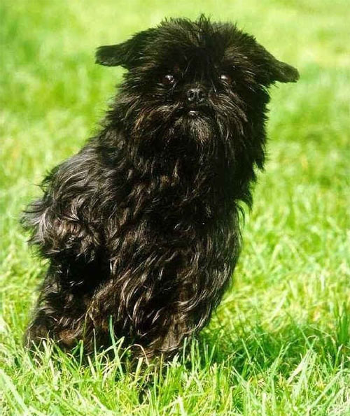 Picture 3 of The poodle has the beauty of