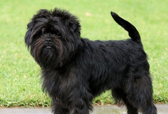 Picture 4 of The poodle has the beauty of