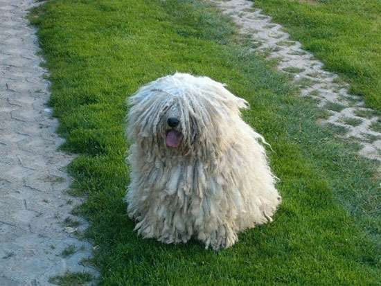 Picture 5 of The poodle has the beauty of