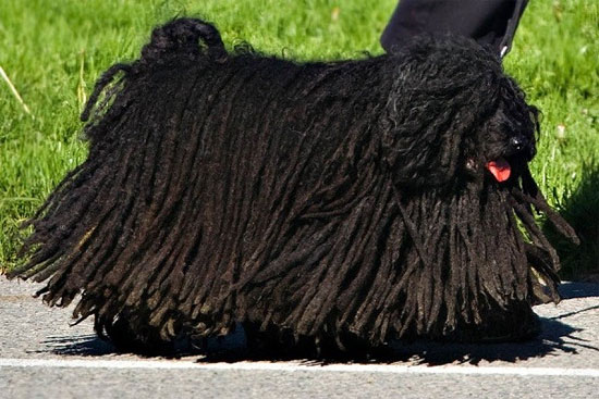 Picture 6 of The poodle has the beauty of