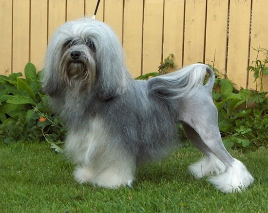 Picture 7 of The poodle has the beauty of