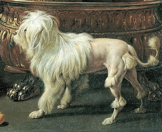 Picture 8 of The poodle has the beauty of