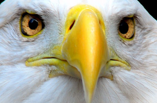 Picture 7 of The power of animal eyes