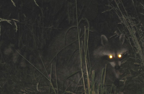 Picture 8 of The power of animal eyes