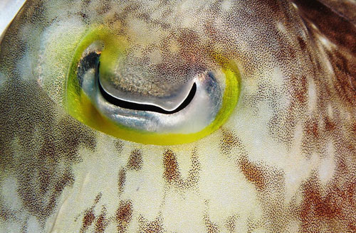 Picture 9 of The power of animal eyes