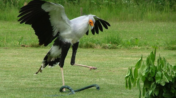 Picture 1 of The power of the ninja bird's kick