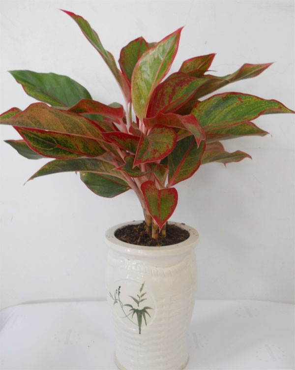 Picture 2 of The precious tree planting technique brings rich fortune to homeowners