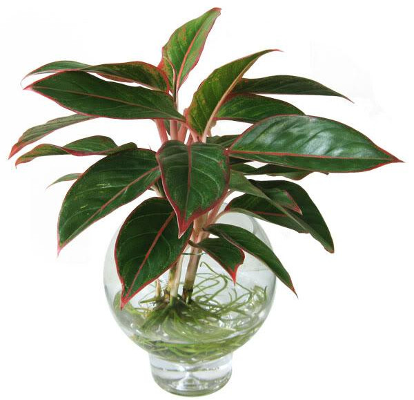 Picture 3 of The precious tree planting technique brings rich fortune to homeowners