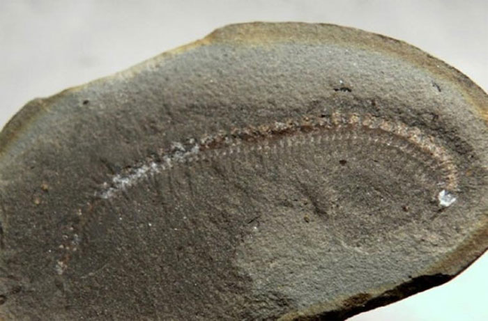 Picture 8 of The prehistoric insects that make you