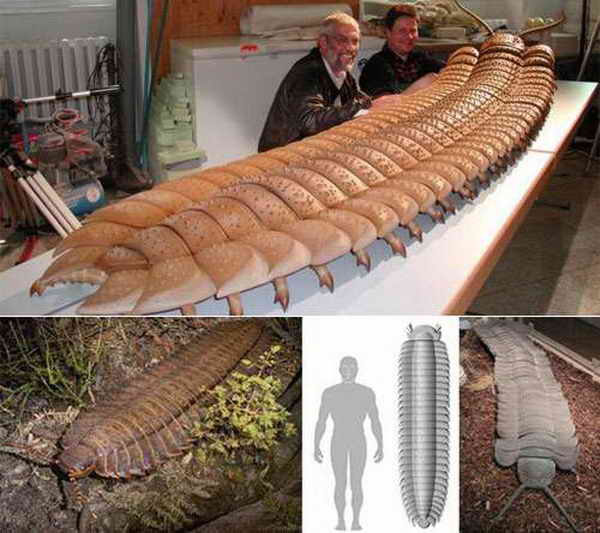 Picture 9 of The prehistoric insects that make you