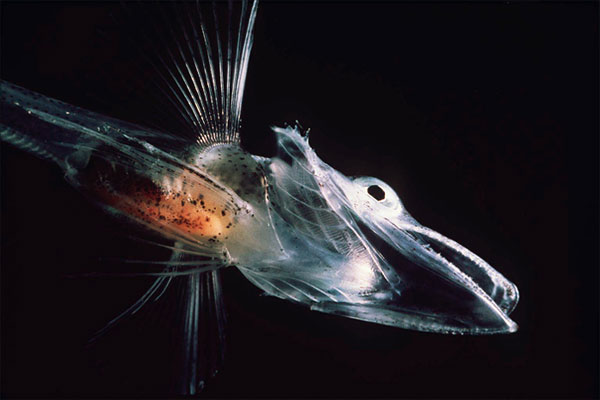 Picture 1 of The price to pay for the fish that live in Antarctica