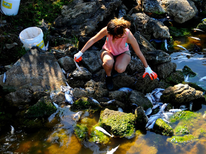 Picture 10 of The process of collecting fish dies due to algal blooms in Florida