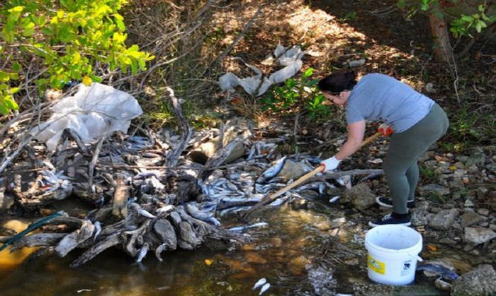 Picture 11 of The process of collecting fish dies due to algal blooms in Florida