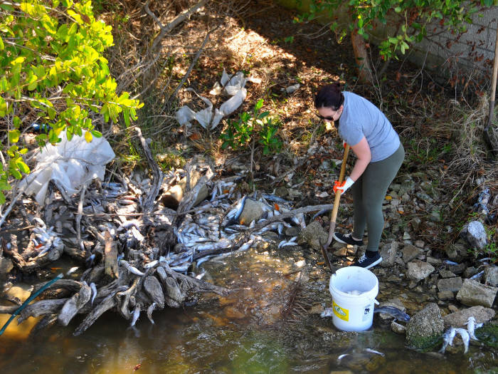 Picture 2 of The process of collecting fish dies due to algal blooms in Florida