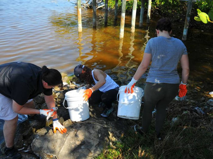 Picture 4 of The process of collecting fish dies due to algal blooms in Florida