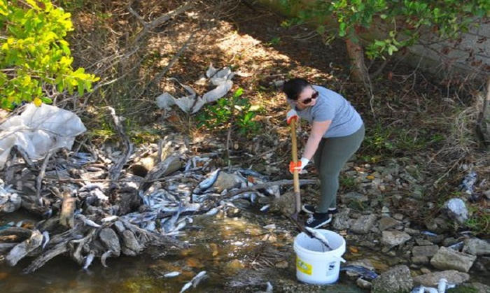 Picture 5 of The process of collecting fish dies due to algal blooms in Florida