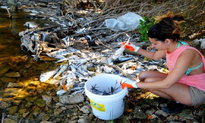 Picture 6 of The process of collecting fish dies due to algal blooms in Florida
