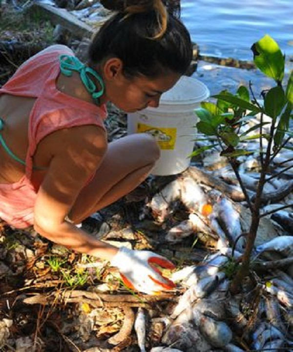 Picture 7 of The process of collecting fish dies due to algal blooms in Florida
