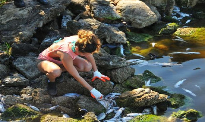 Picture 8 of The process of collecting fish dies due to algal blooms in Florida